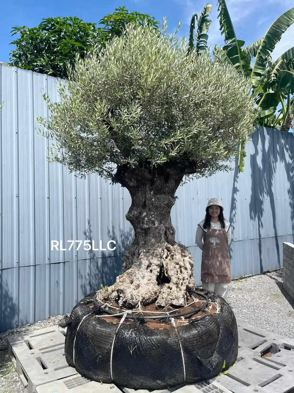 Ancient Olive · LLC