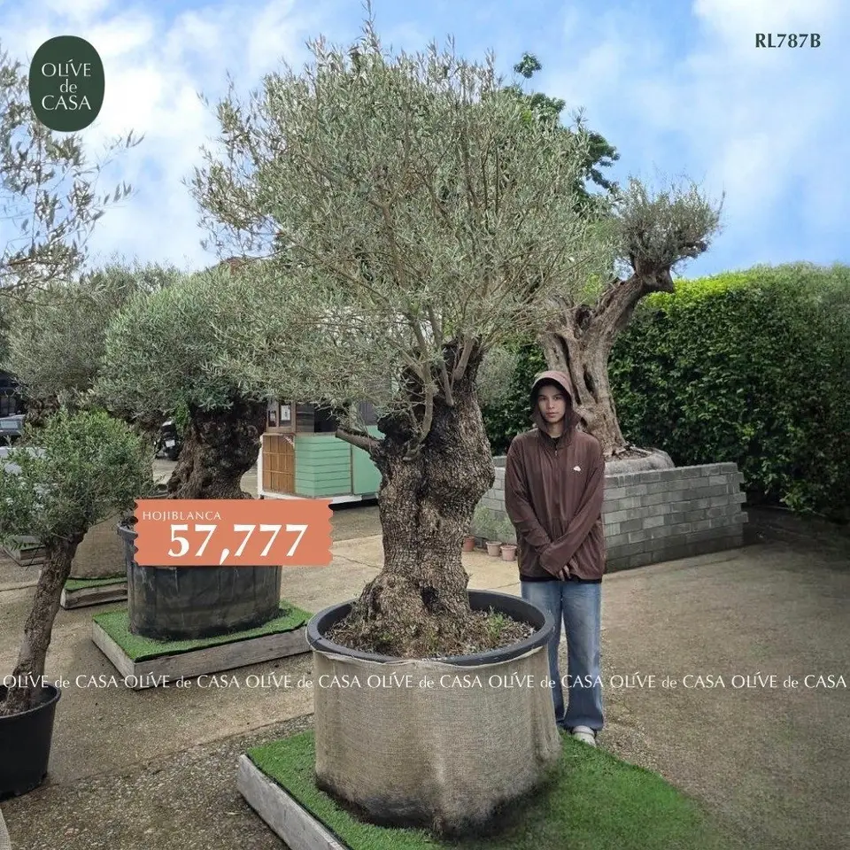 Hot Olive Tree · Promotion