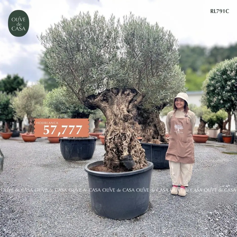 Hot Olive Tree · Promotion