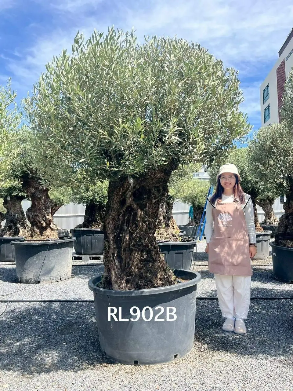 Hojiblanca · Large · LB