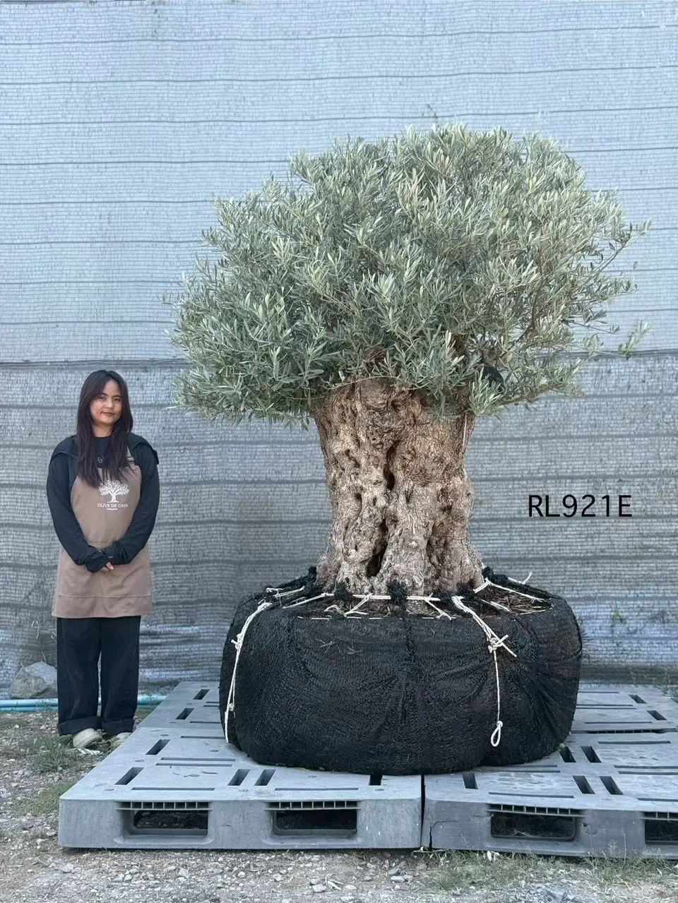Hojiblanca · Large · LE