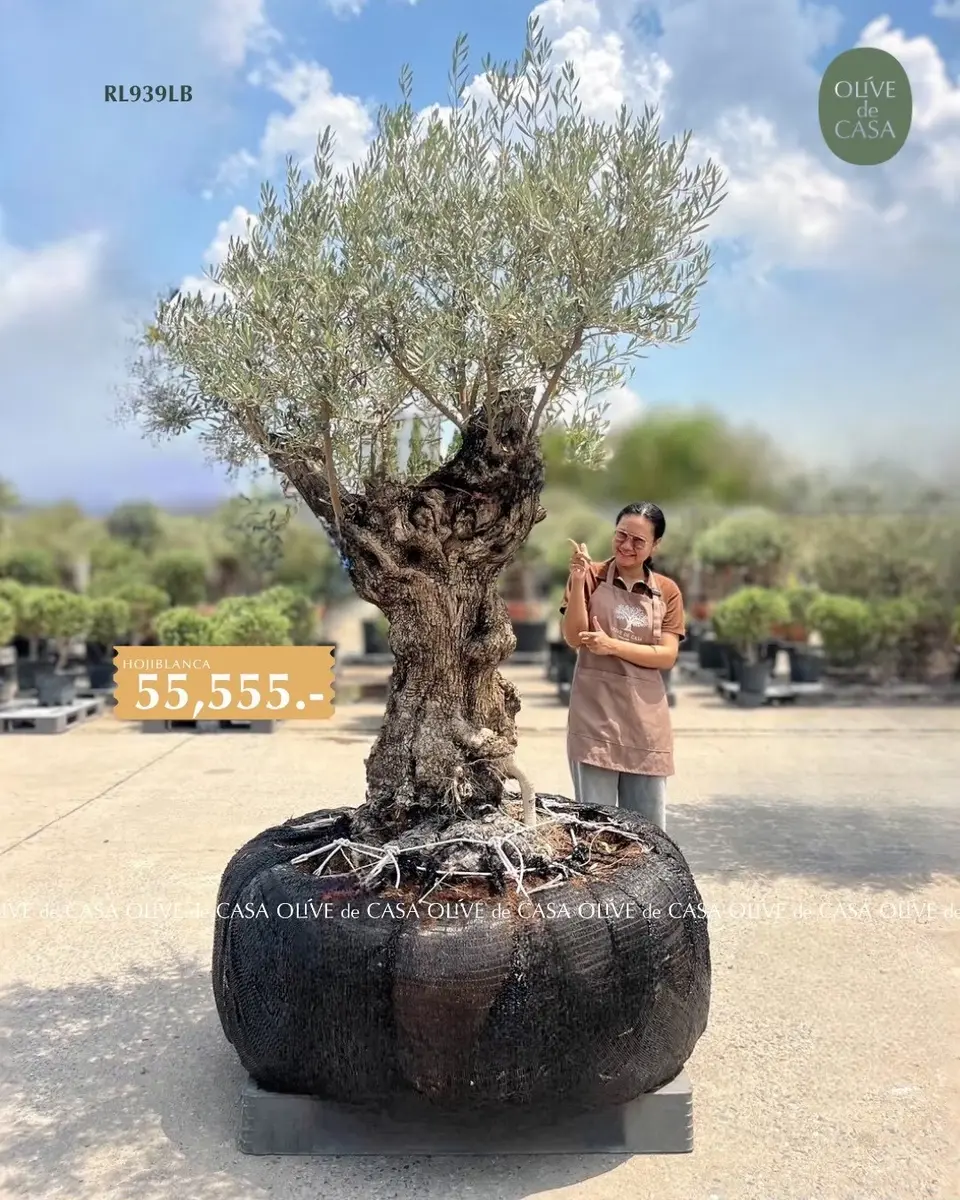 Hot Olive Tree · Promotion