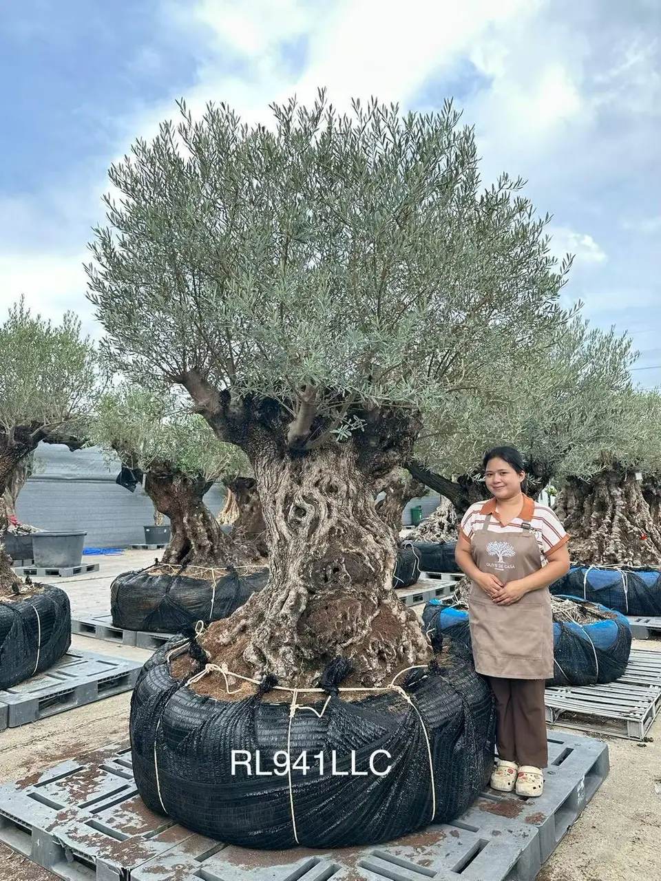 Ancient Olive · LLC