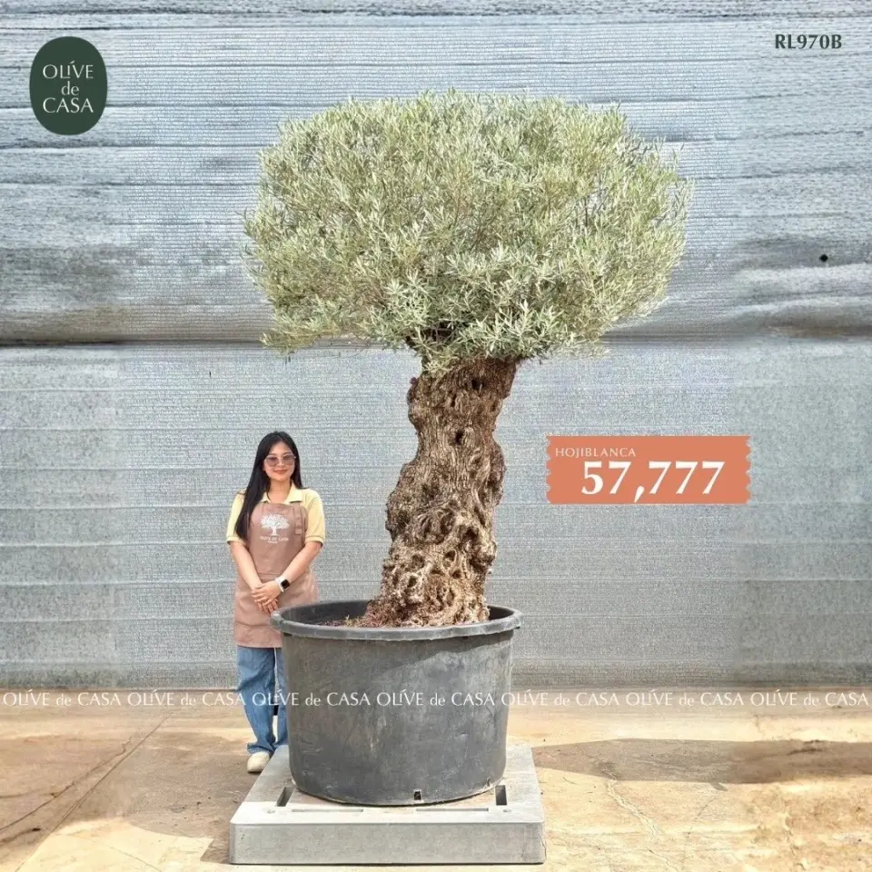 Hot Olive Tree