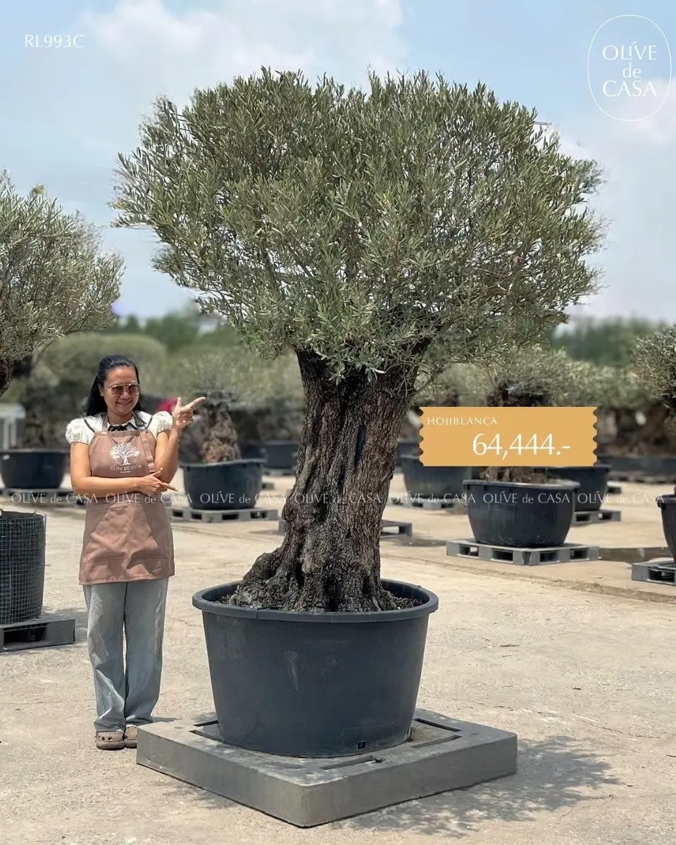 Hot Olive Tree · Promotion