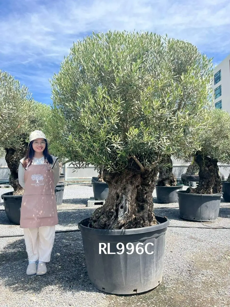 Hojiblanca · Large · LC