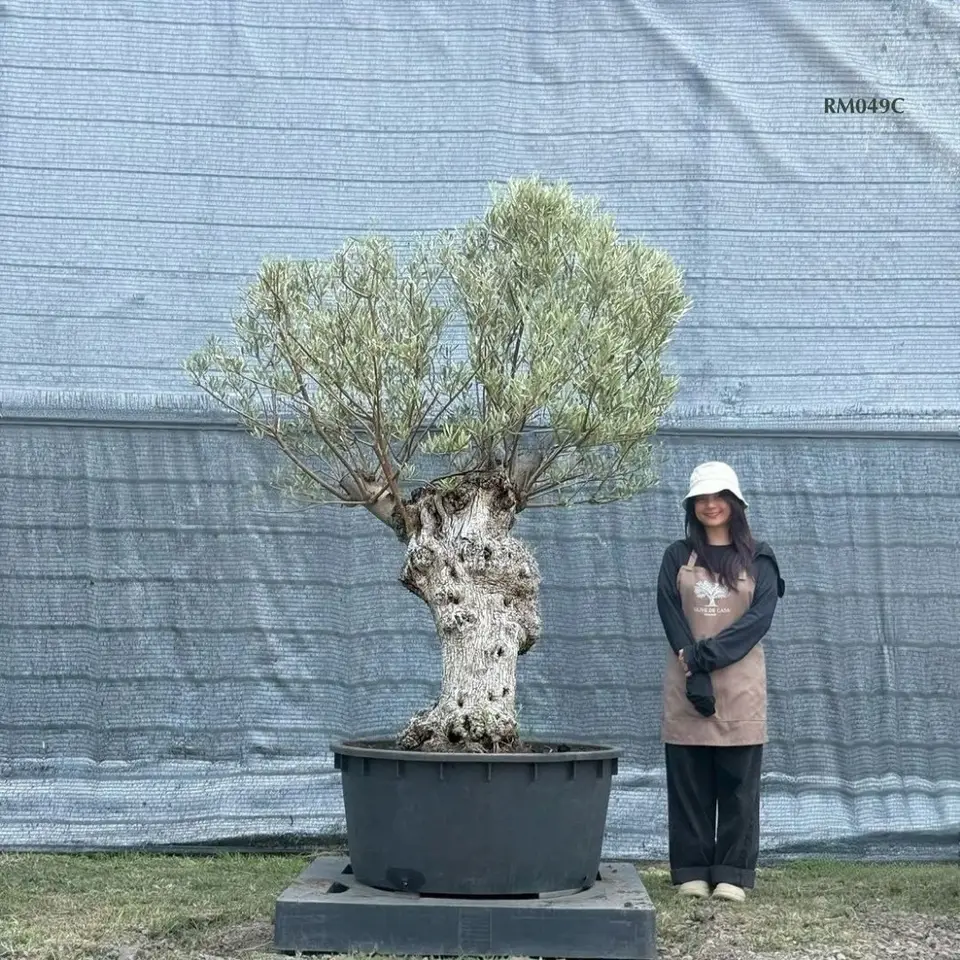Hot Olive Tree · Promotion
