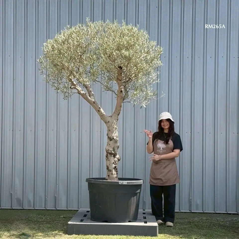 Hot Olive Tree · Promotion