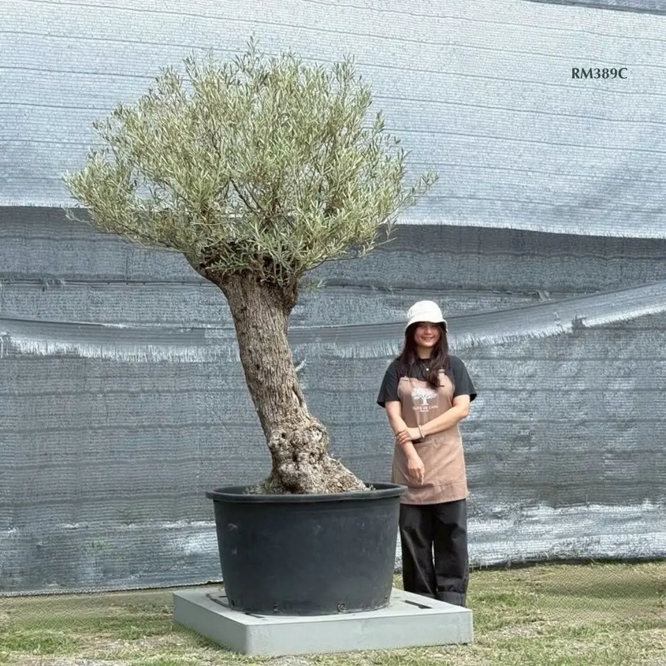 Hot Olive Tree · Promotion