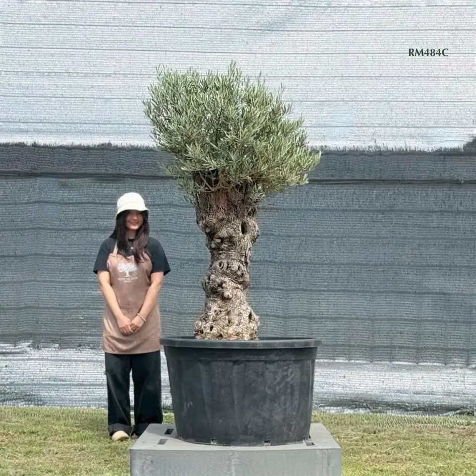 Hot Olive Tree · Promotion