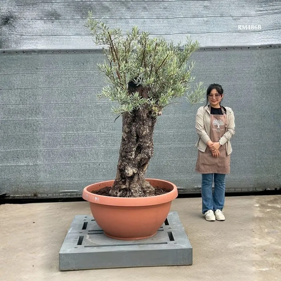 Hot Olive Tree · Promotion