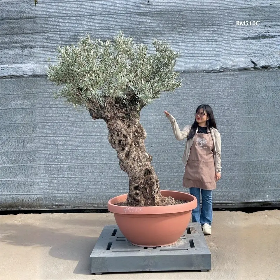 Hot Olive Tree · Promotion