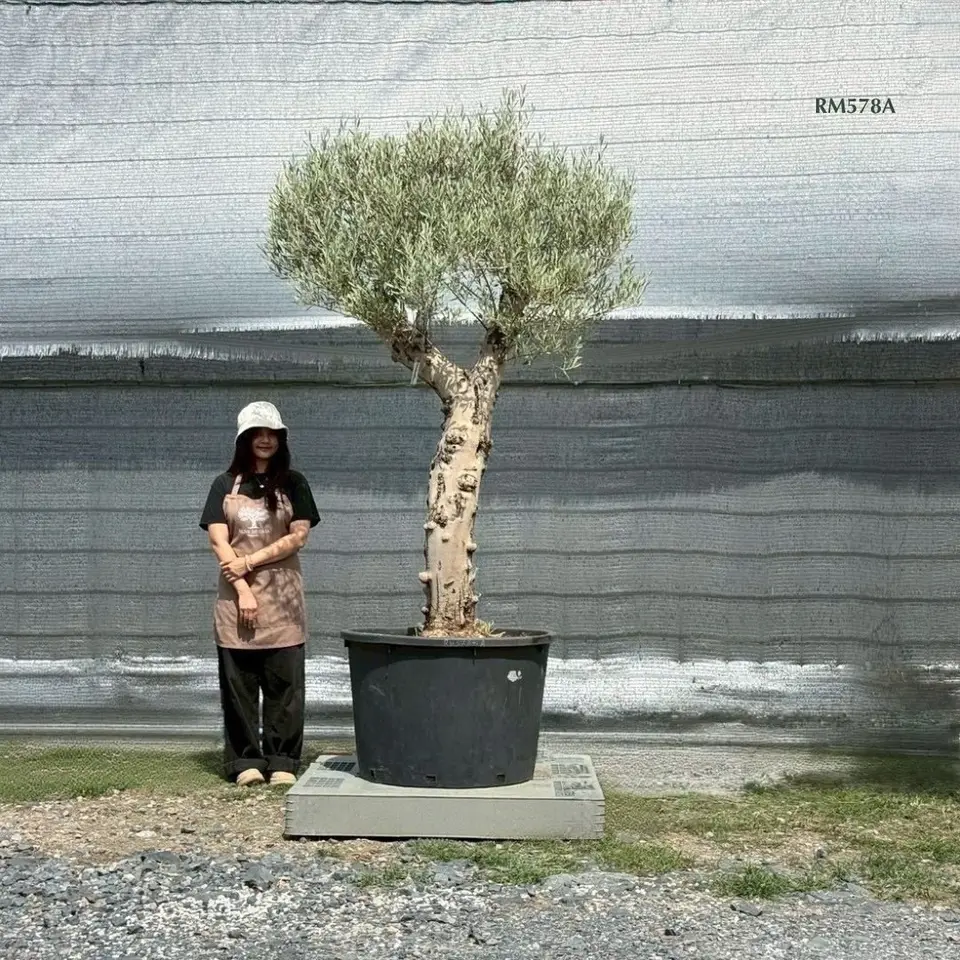 Hot Olive Tree · Promotion