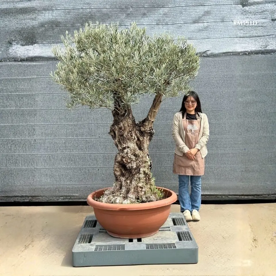 Hot Olive Tree · Promotion
