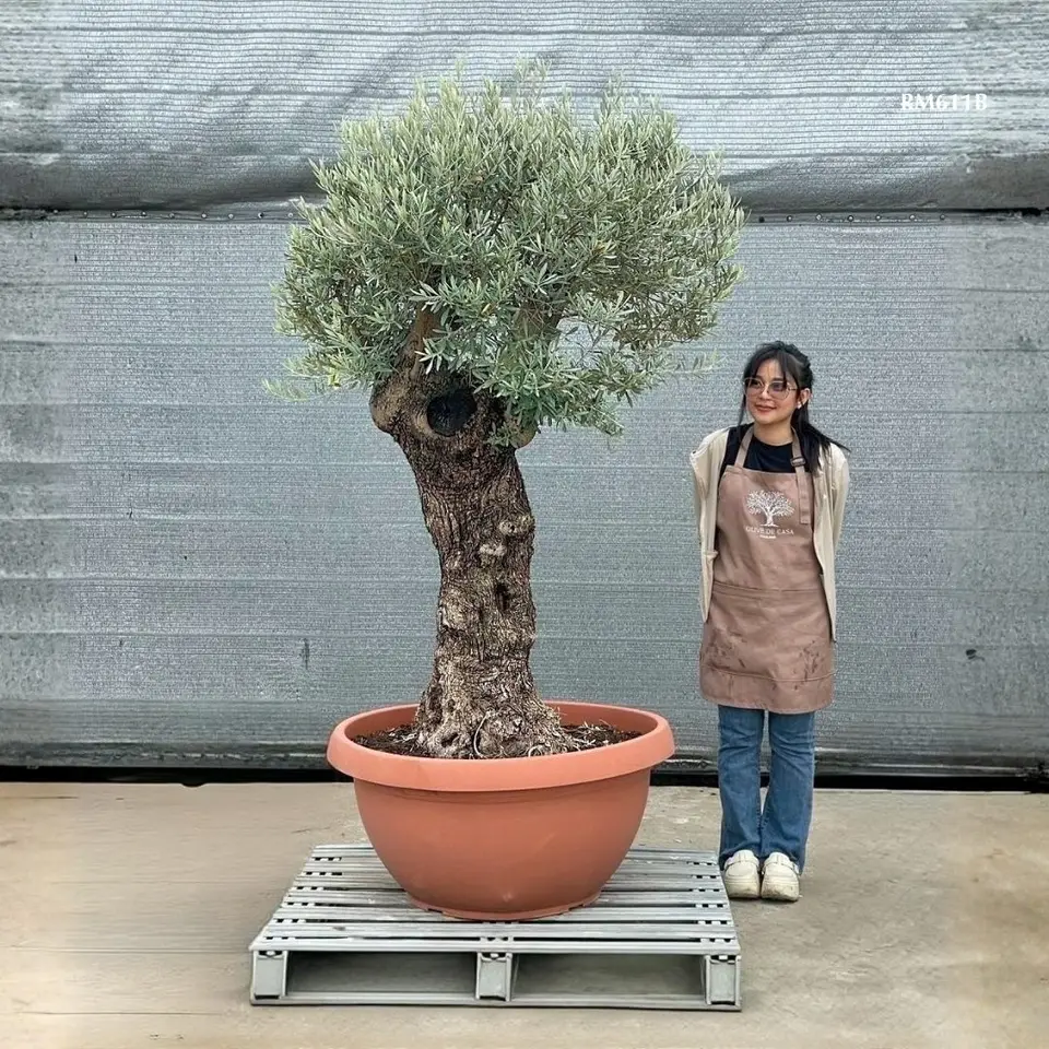 Hot Olive Tree · Promotion