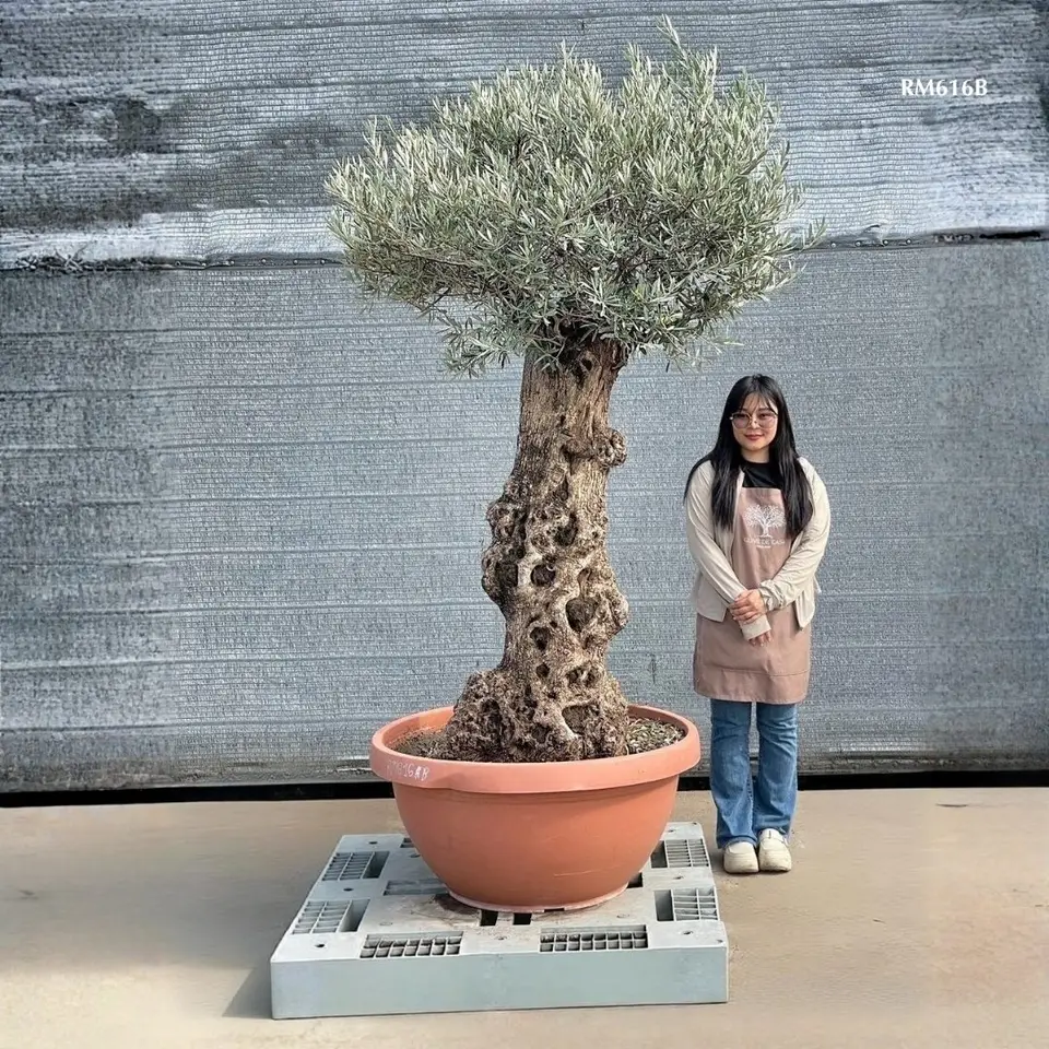 Hot Olive Tree · Promotion