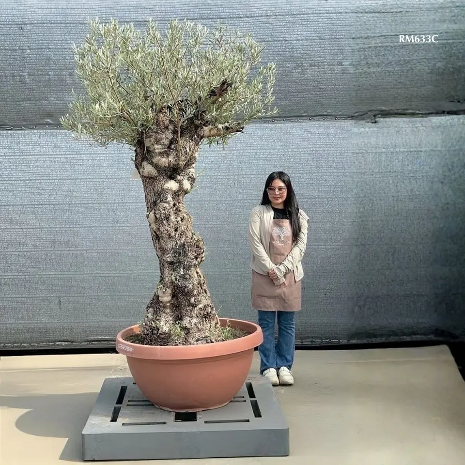 Hot Olive Tree · Promotion