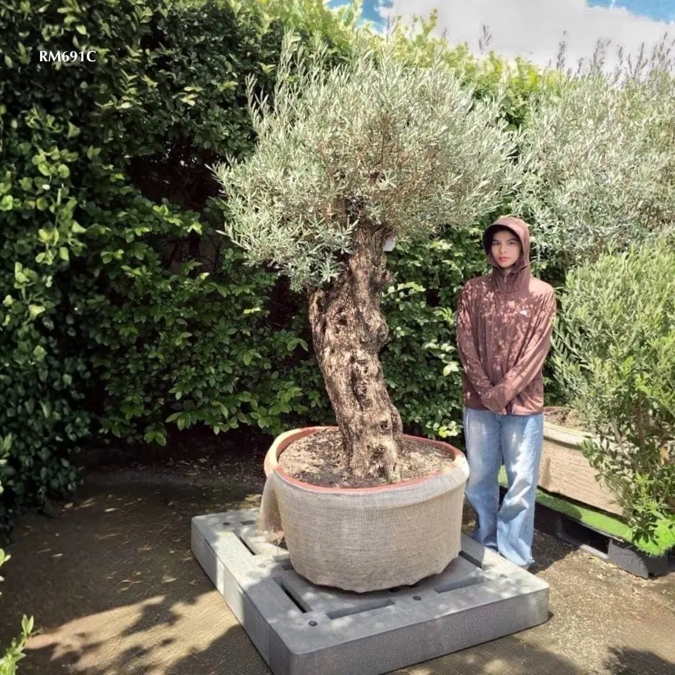 Hot Olive Tree · Promotion