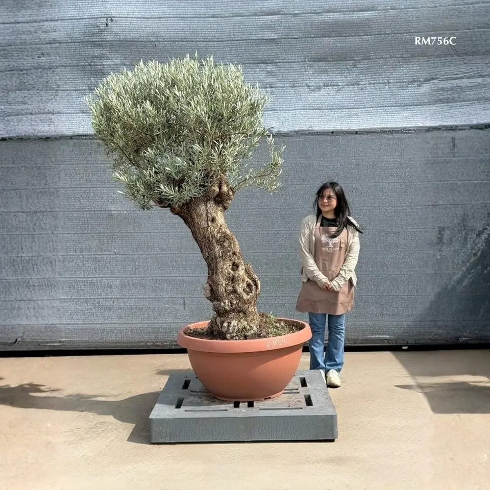 Hot Olive Tree · Promotion