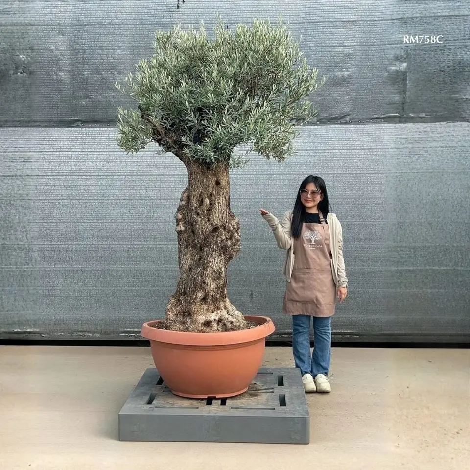 Hot Olive Tree · Promotion