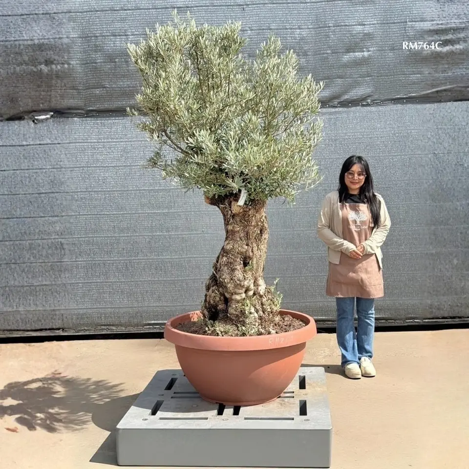 Hot Olive Tree · Promotion