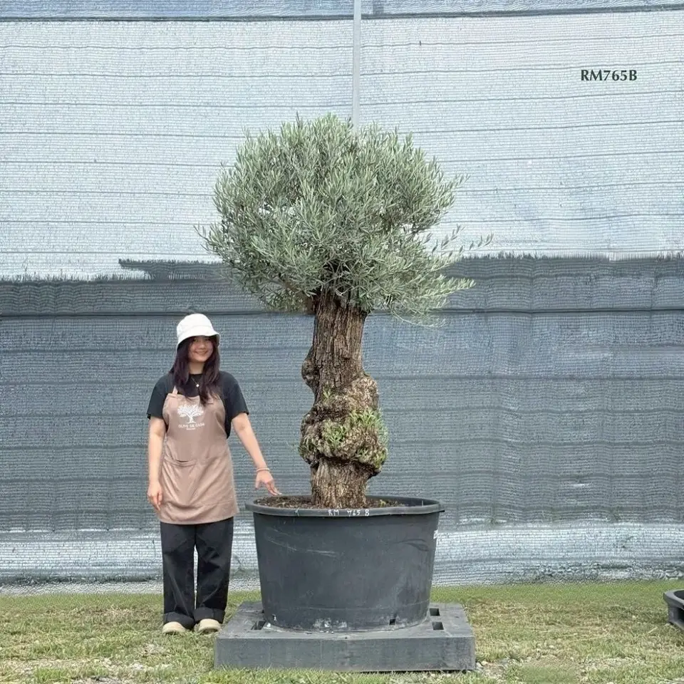 Hot Olive Tree · Promotion