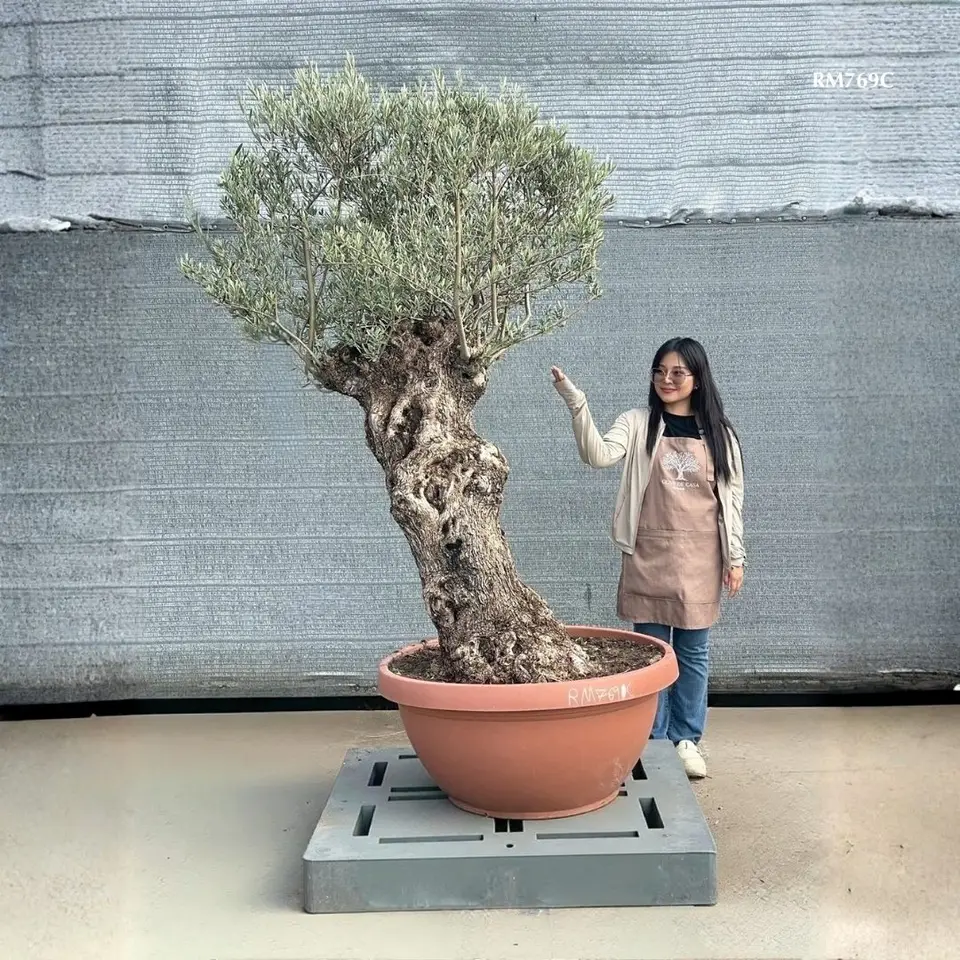 Hot Olive Tree · Promotion