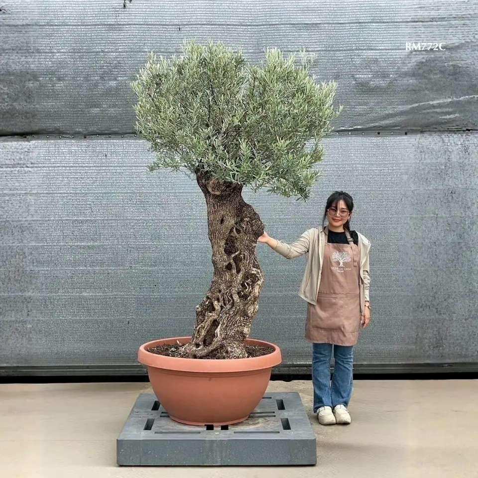 Hot Olive Tree · Promotion