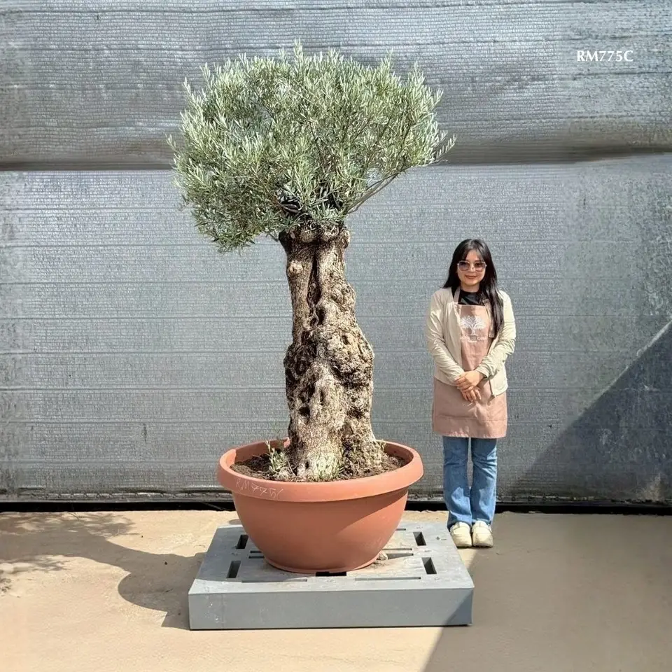 Hot Olive Tree · Promotion