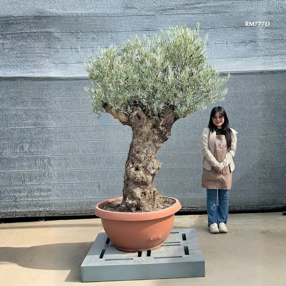Hot Olive Tree · Promotion