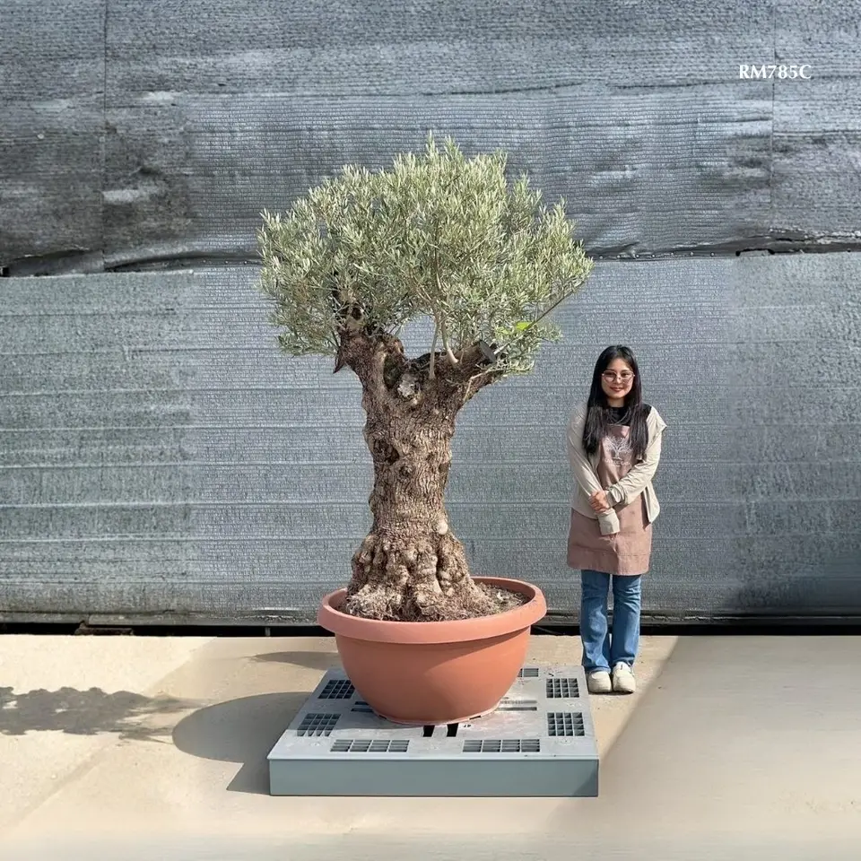 Hot Olive Tree · Promotion