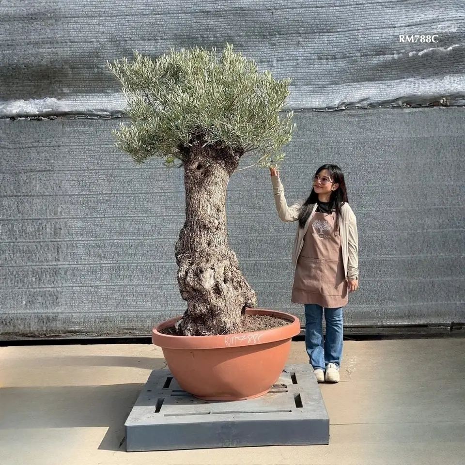 Hot Olive Tree · Promotion