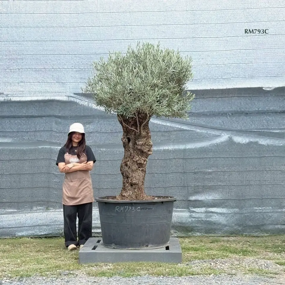 Hot Olive Tree · Promotion