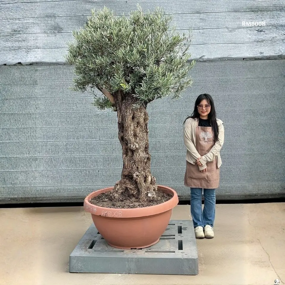 Hot Olive Tree · Promotion