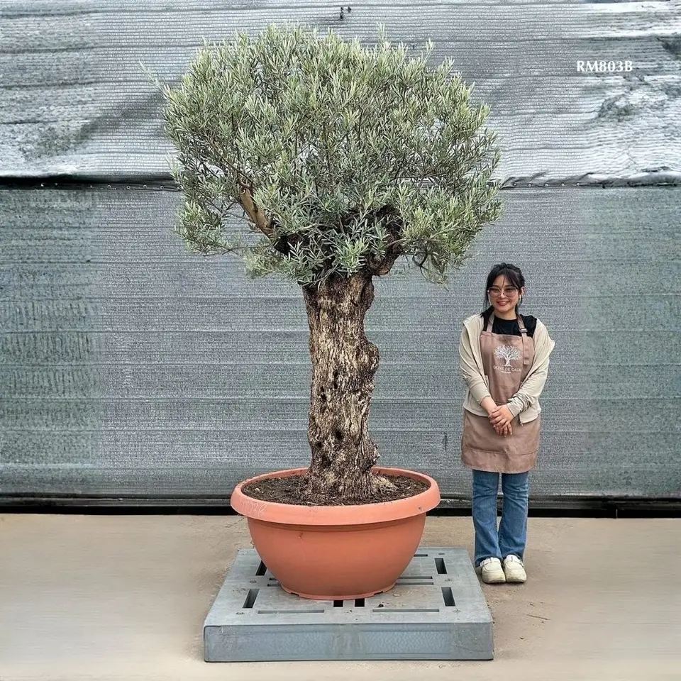 Hot Olive Tree · Promotion