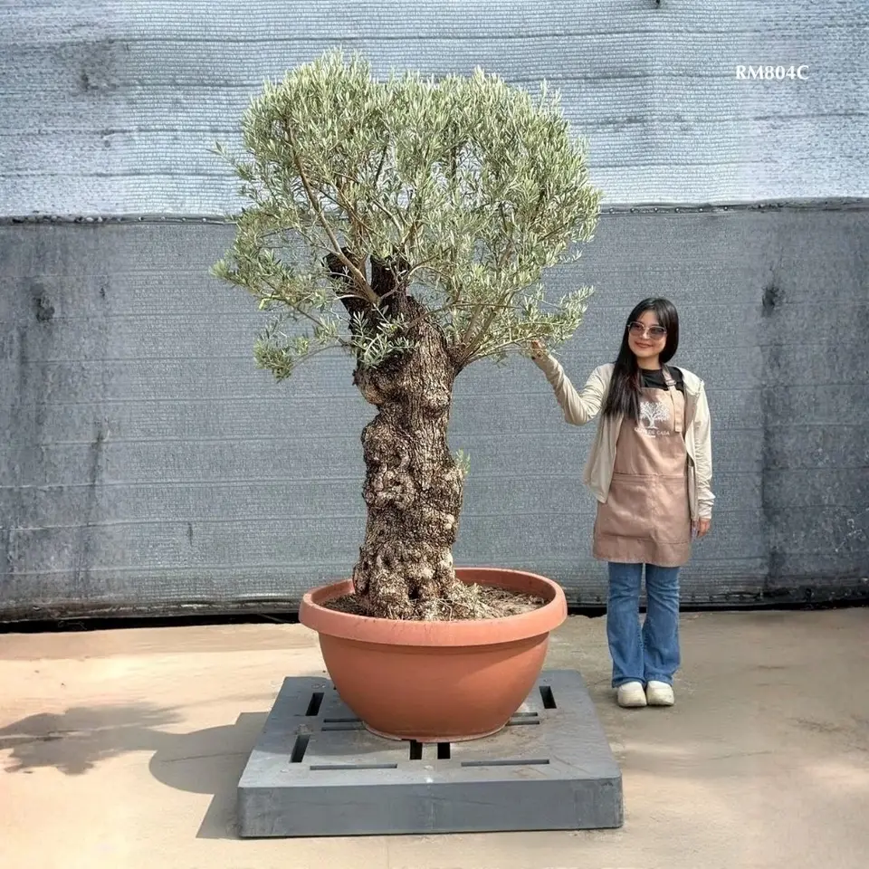 Hot Olive Tree · Promotion