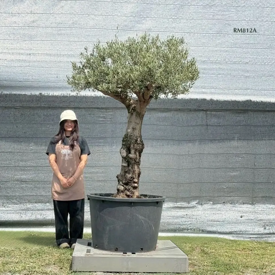 Hot Olive Tree · Promotion