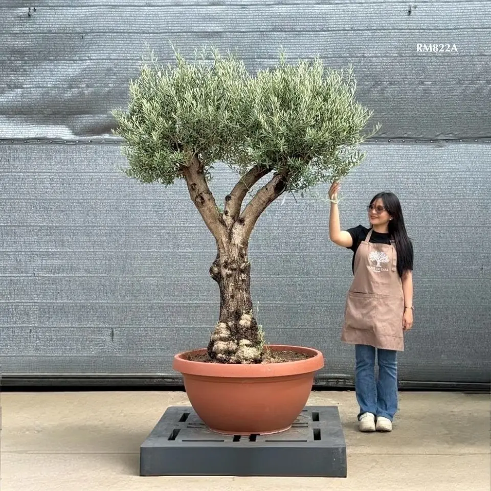 Hot Olive Tree · Promotion