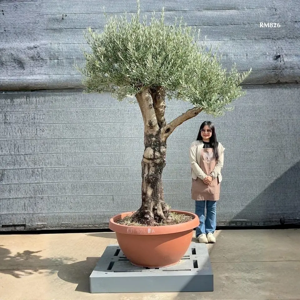 Hot Olive Tree · Promotion