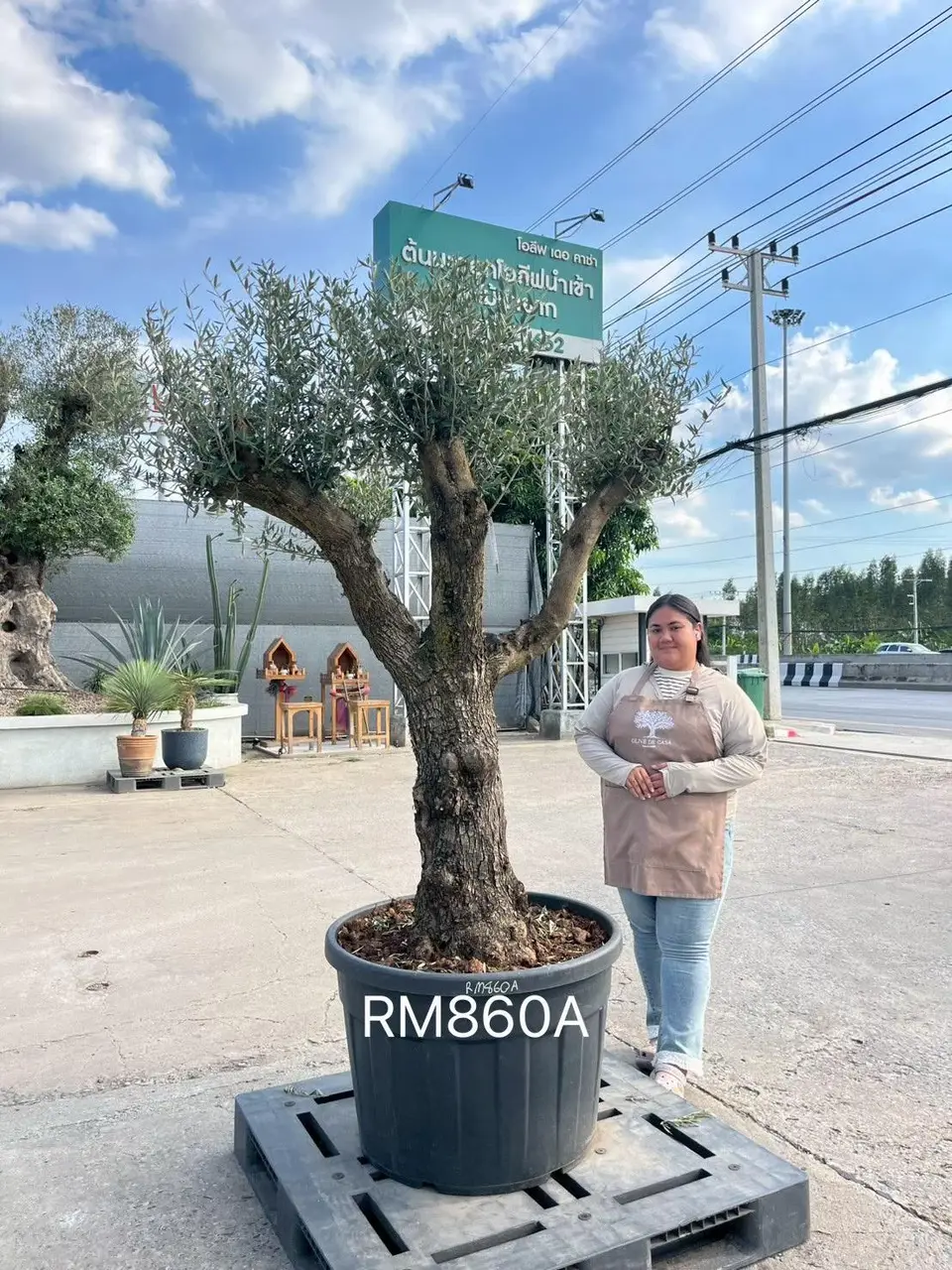 Hojiblanca · Medium · MA