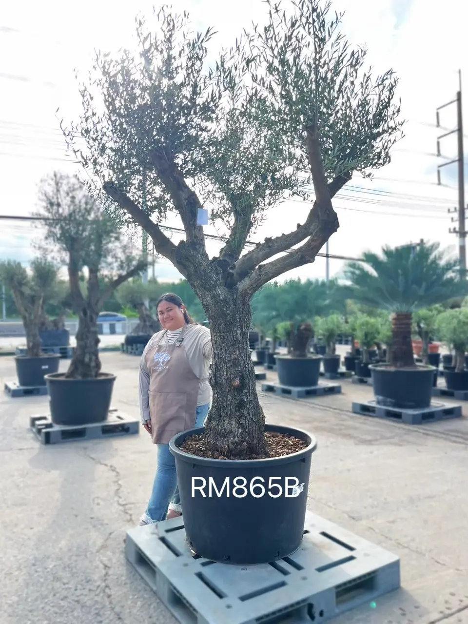 Hojiblanca · Medium · MB