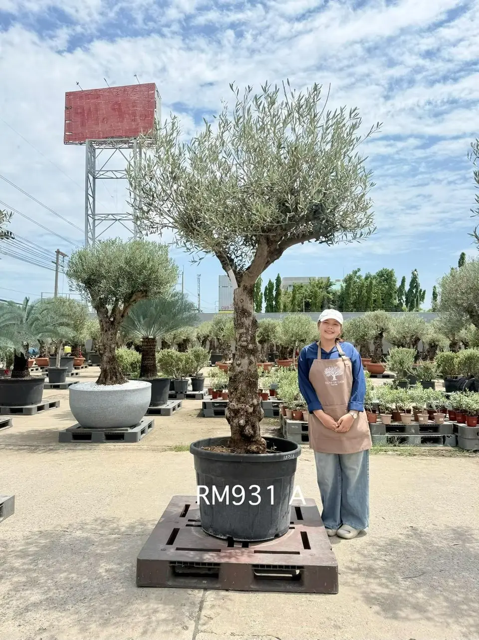 Hojiblanca · Medium · MA