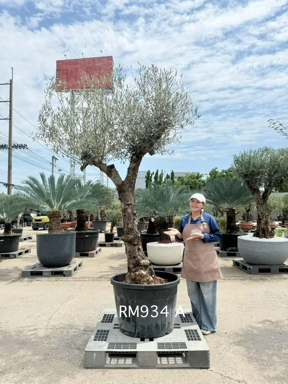 Hojiblanca · Medium · MA