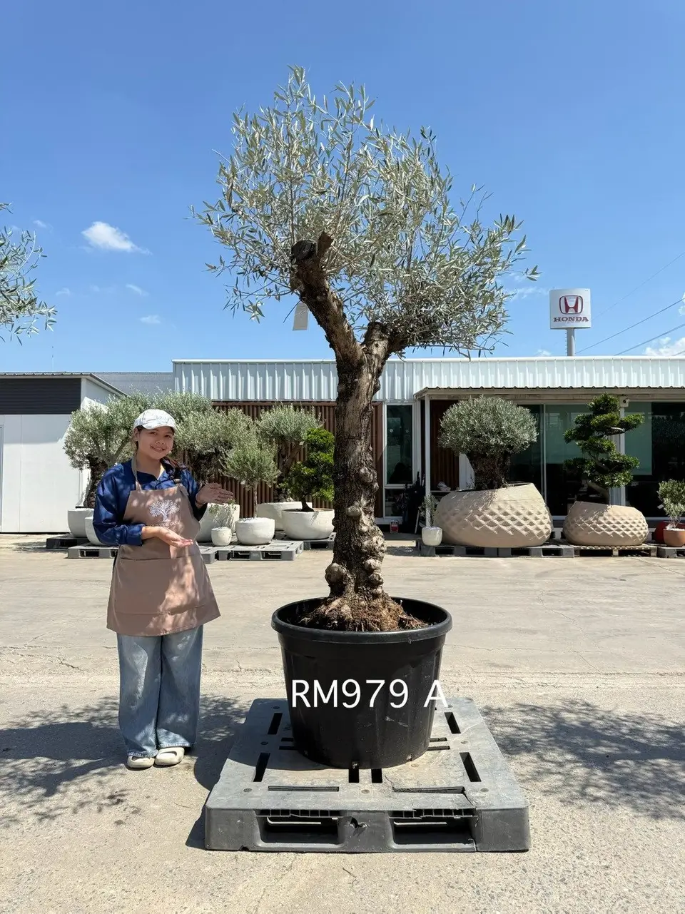 Hojiblanca · Medium · MA