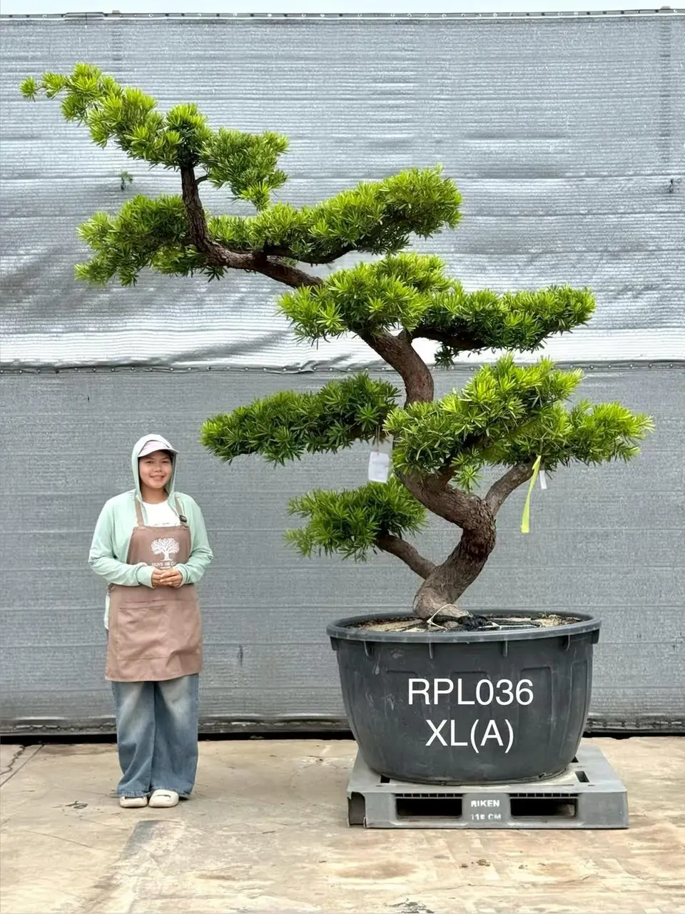 Imperial Podocarpus · XLA