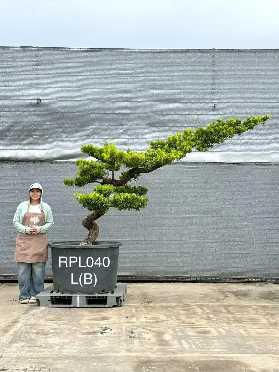 Podocarpus Bonsai · Large · LB