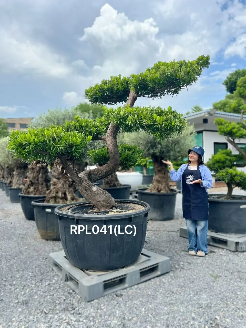 Podocarpus Bonsai · Large · LC