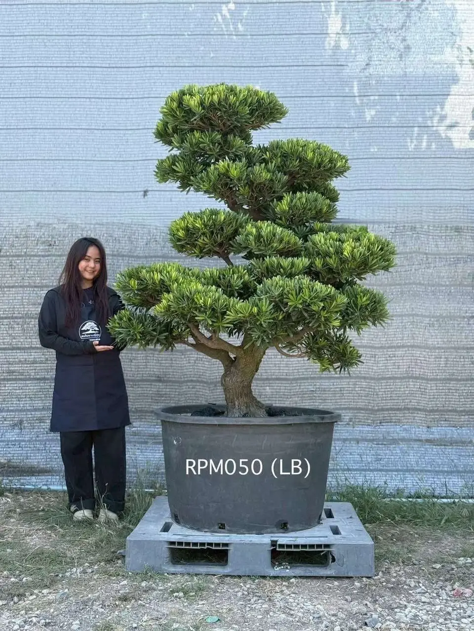 Podocarpus Bonsai · Large · LB