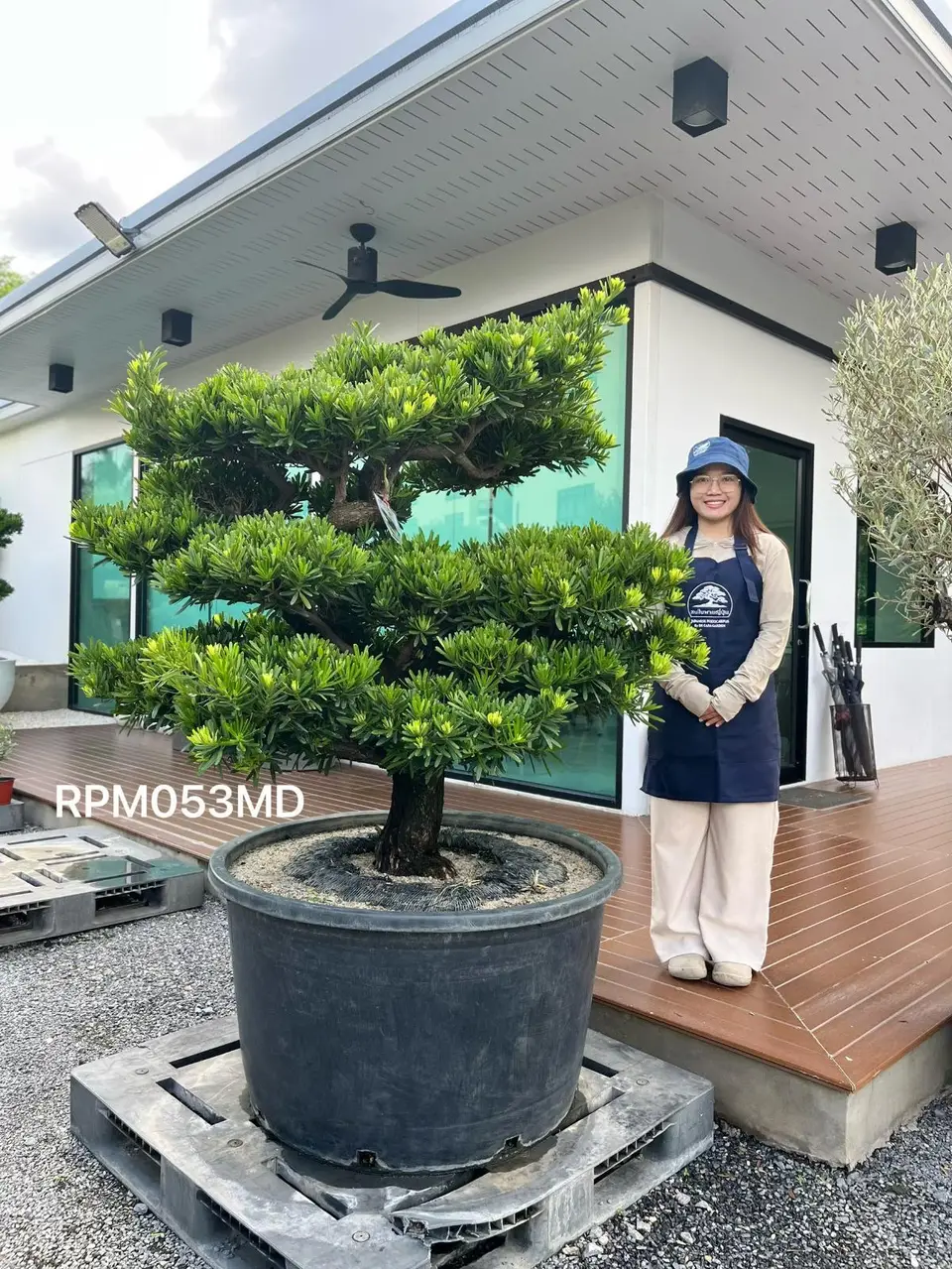 Podocarpus Bonsai · Large · MD