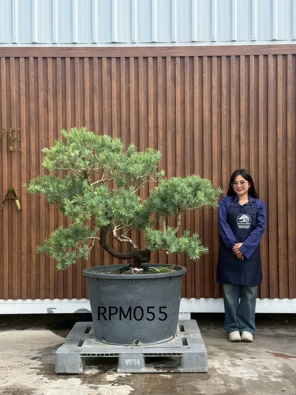 Podocarpus Bonsai · Large · MA